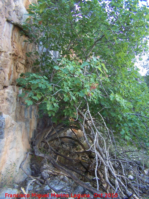 Higuera - Higuera. Cueva de la Higuera - Jan