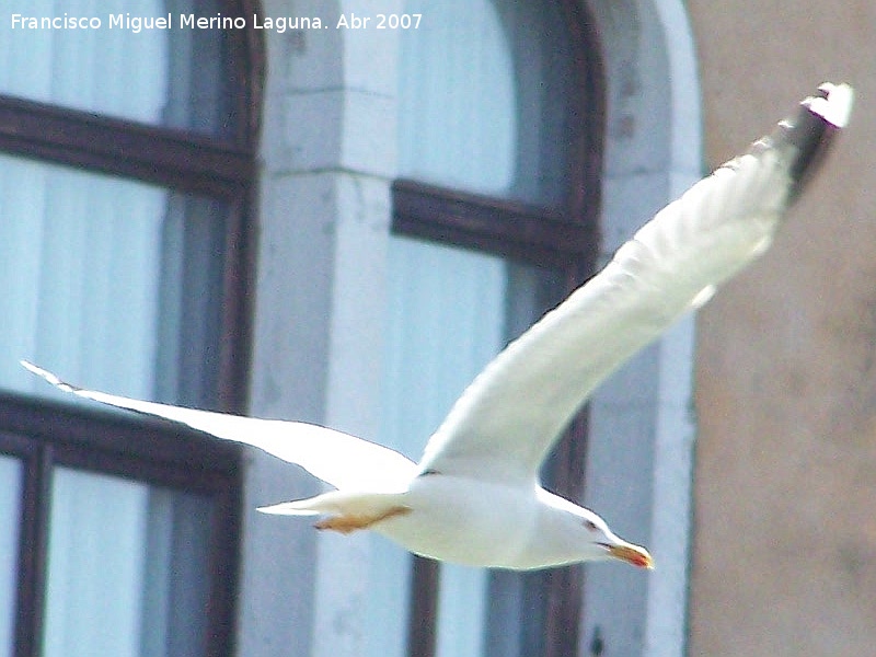 Pjaro Gaviota argntea - Pjaro Gaviota argntea. Venecia