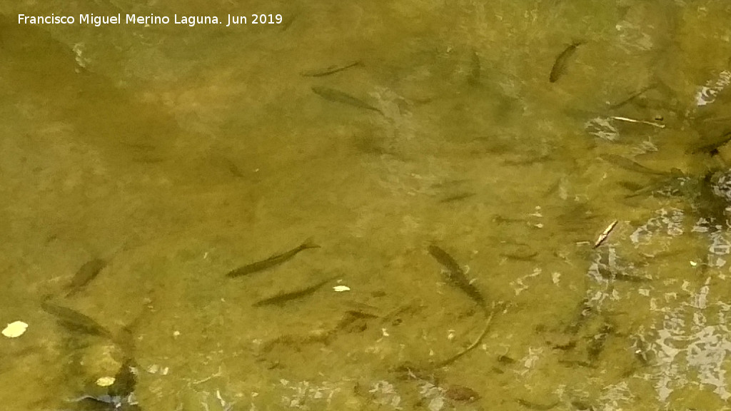 Charco del Negrillo - Charco del Negrillo. Peces