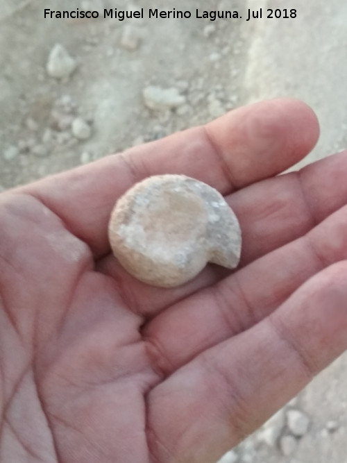 Ammonites Haploceras - Ammonites Haploceras. Camino del Contadero - Los Villares