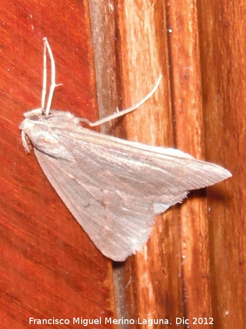 Polilla invernal - Polilla invernal. Navas de San Juan