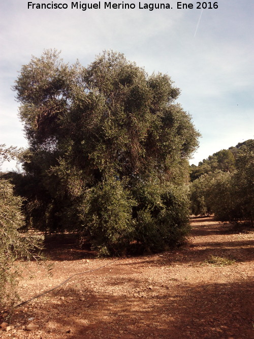 Olivo de Fuentebuena - Olivo de Fuentebuena. 