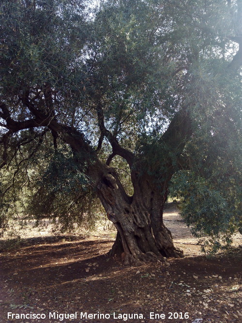 Olivo de Fuentebuena - Olivo de Fuentebuena. 