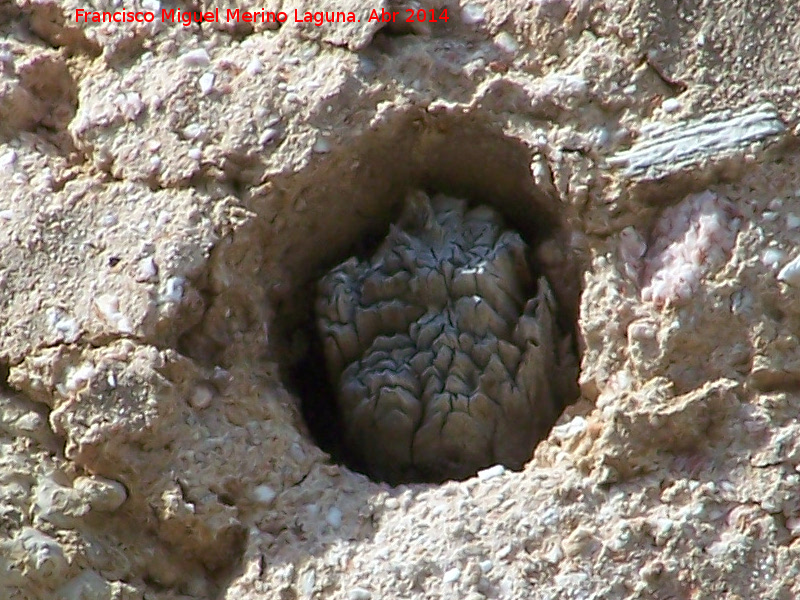 Mechinal - Mechinal. Torre de la Cabeza - Pegalajar