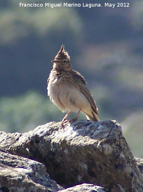Pjaro Cogujada montesina - Pjaro Cogujada montesina. El Hacho - Alcal la Real