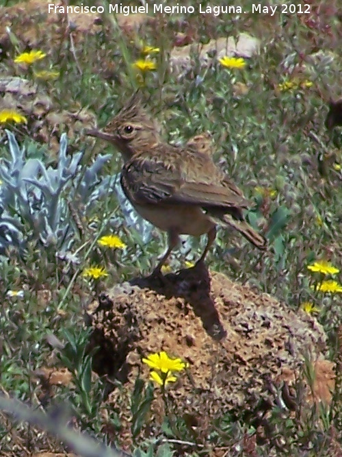 Pjaro Cogujada montesina - Pjaro Cogujada montesina. El Hacho - Alcal la Real