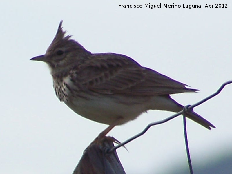 Pjaro Cogujada montesina - Pjaro Cogujada montesina. Torren de la Cabeza - Pegalajar