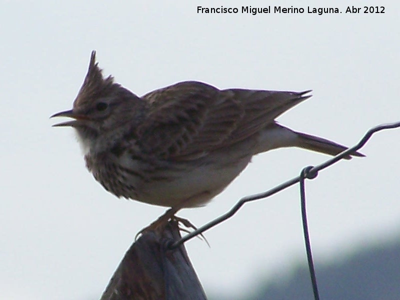 Pjaro Cogujada montesina - Pjaro Cogujada montesina. Torren de la Cabeza - Pegalajar