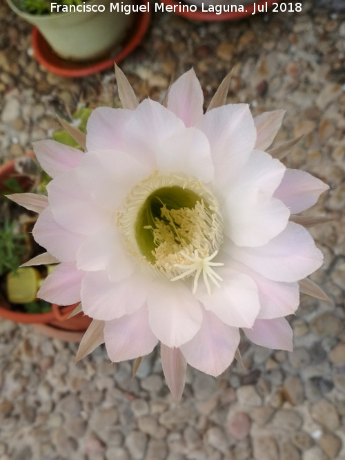 Cactus lirio de pascua - Cactus lirio de pascua. Flor. Navas de San Juan