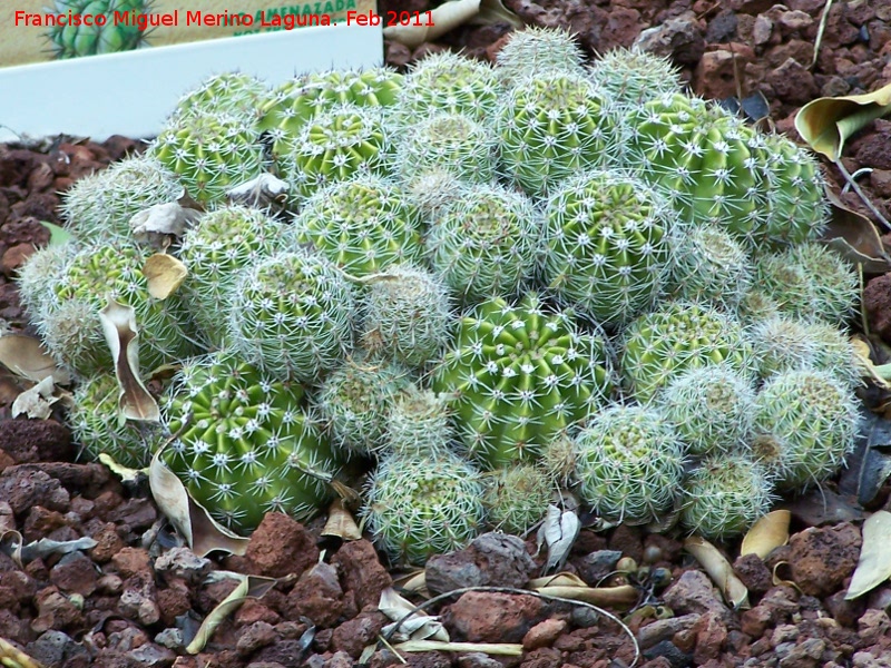 Cactus lirio de pascua - Cactus lirio de pascua. Tabernas