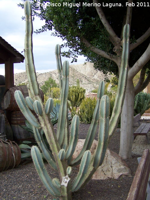 Cactus Pilosocereus - Cactus Pilosocereus. Tabernas