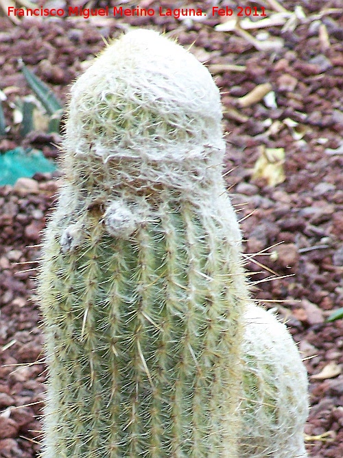 Cactus Espostoa melanostele - Cactus Espostoa melanostele. Tabernas