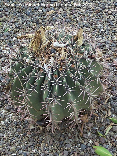 Cactus barril de Sonora - Cactus barril de Sonora. Tabernas