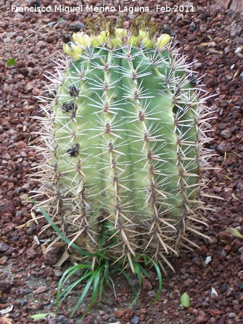 Cactus Gymnocalycium horridispinum - Cactus Gymnocalycium horridispinum. Tabernas