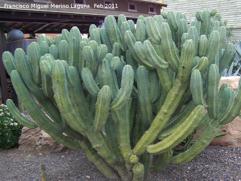 Cactus Garambullo - Cactus Garambullo. Tabernas