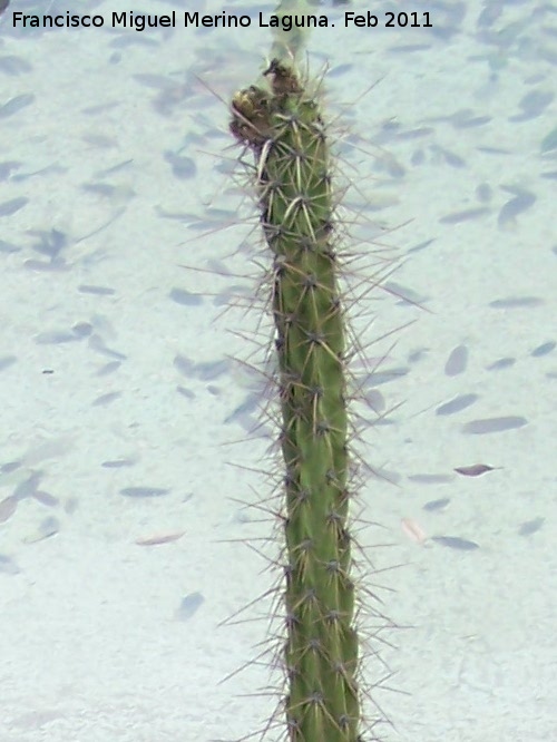 Cactus Seticereus humboldtii - Cactus Seticereus humboldtii. Tabernas
