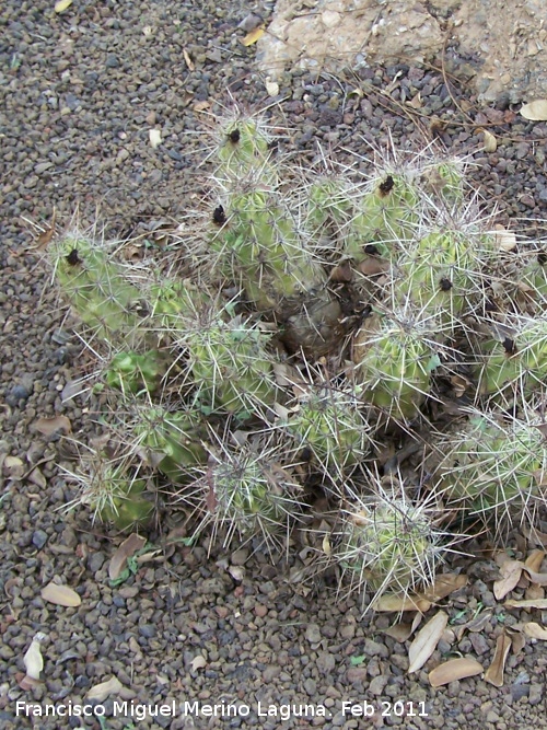 Cactus casa de ratas - Cactus casa de ratas. Tabernas