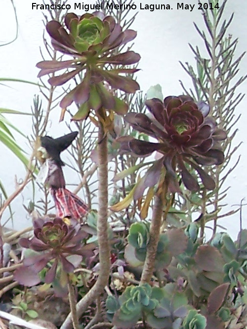 Cactus Rosa Negra - Cactus Rosa Negra. Crdoba