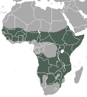 Hiena manchada - Hiena manchada. Distribución
