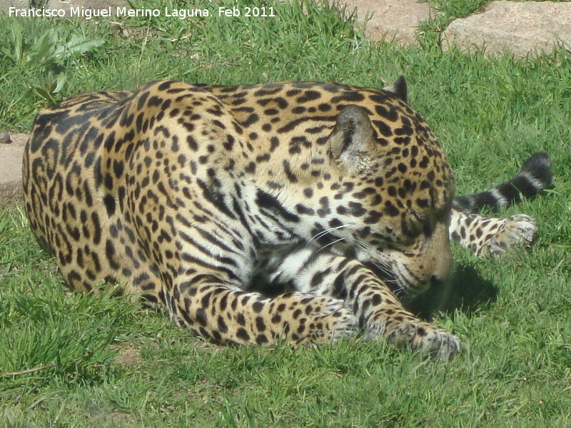 Leopardo - Leopardo. Crdoba