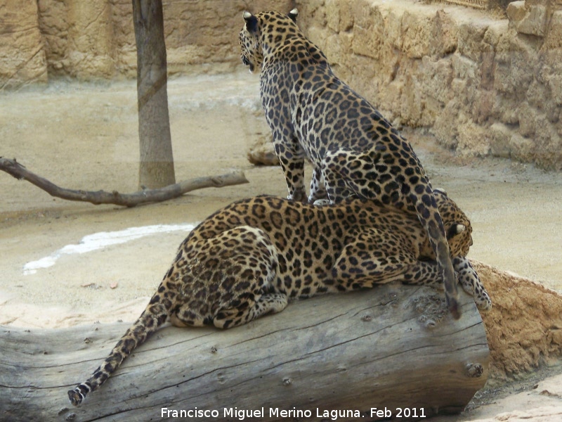 Leopardo - Leopardo. Tabernas