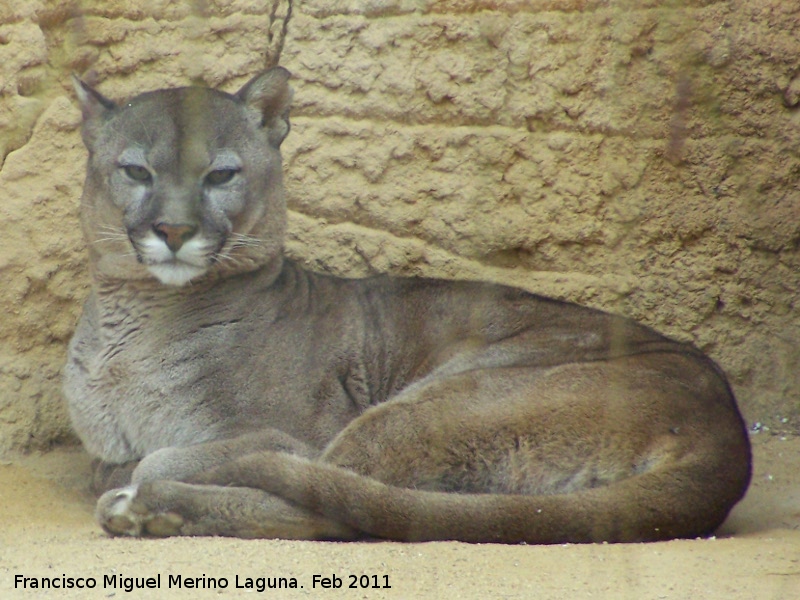 puma gris animal