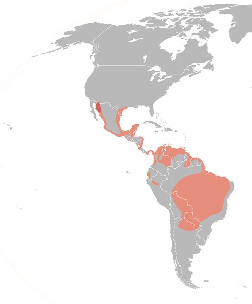 Pjaro Suirir piquirrojo - Pjaro Suirir piquirrojo. Distribucin