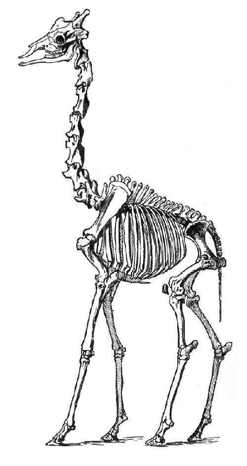 Jirafa - Jirafa. Esqueleto