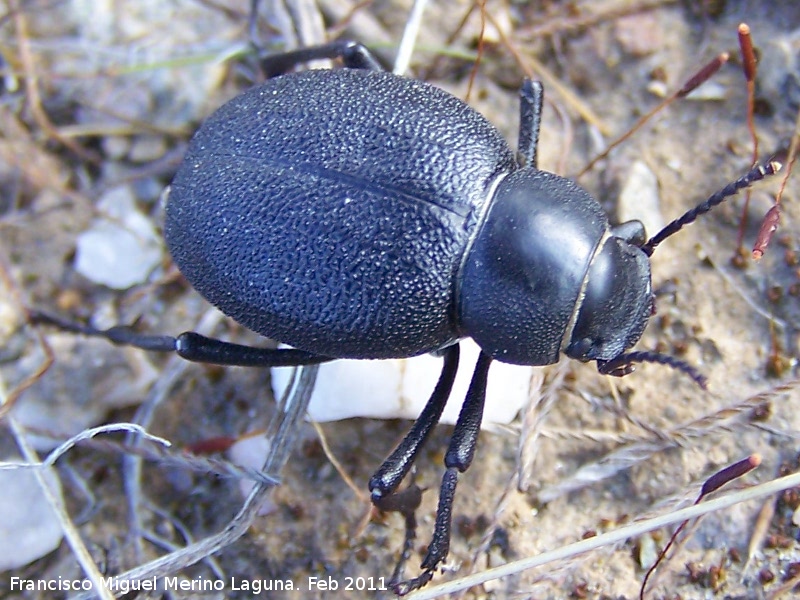 Escarabajo Pimelia - Escarabajo Pimelia. Tabernas
