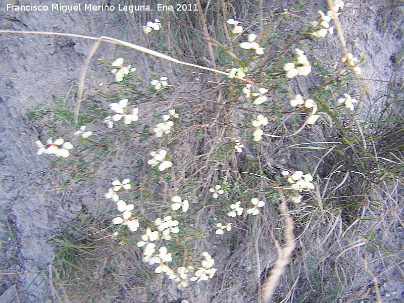 Euzomodendrom bourgaeanum - Euzomodendrom bourgaeanum. Tabernas