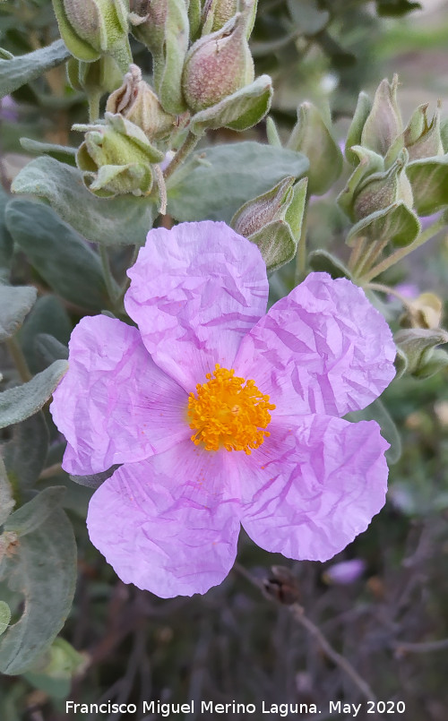 Jara blanca - Jara blanca. Flores. La Veleta - Los Villares