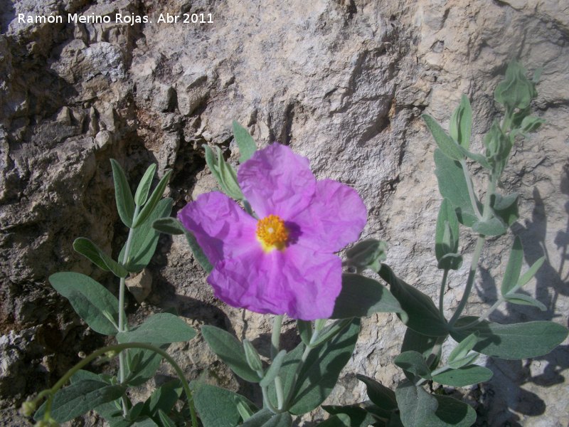 Jara blanca - Jara blanca. Cruz de la Chimba - Jan