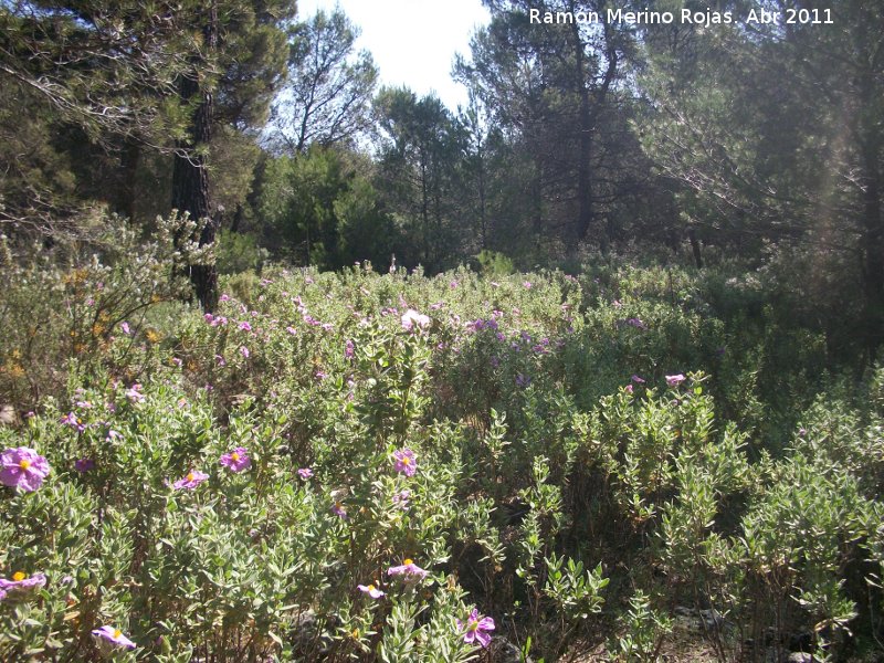 Jara blanca - Jara blanca. Cruz de la Chimba - Jan