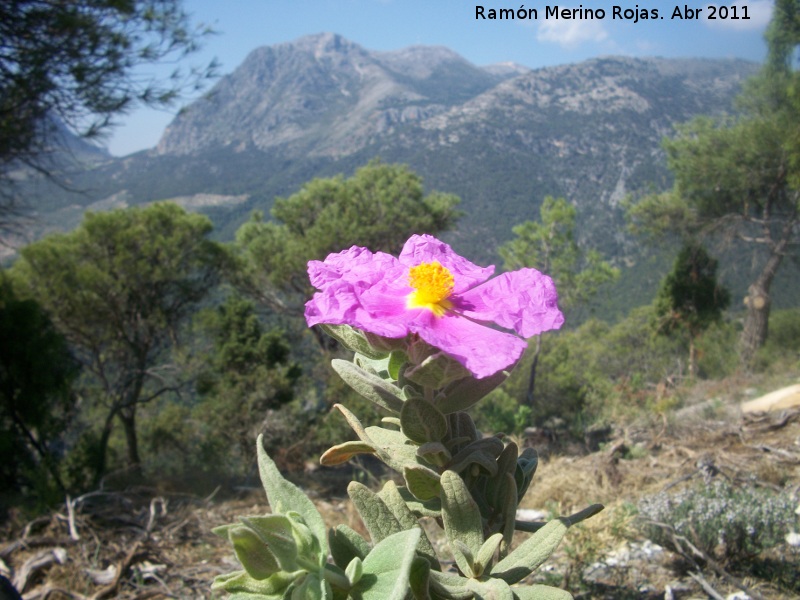 Jara blanca - Jara blanca. Cruz de la Chimba - Jan