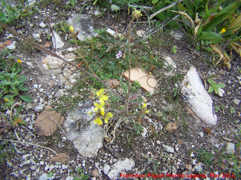 Oppidum del Cerro Algarrobo - Oppidum del Cerro Algarrobo. Cermica