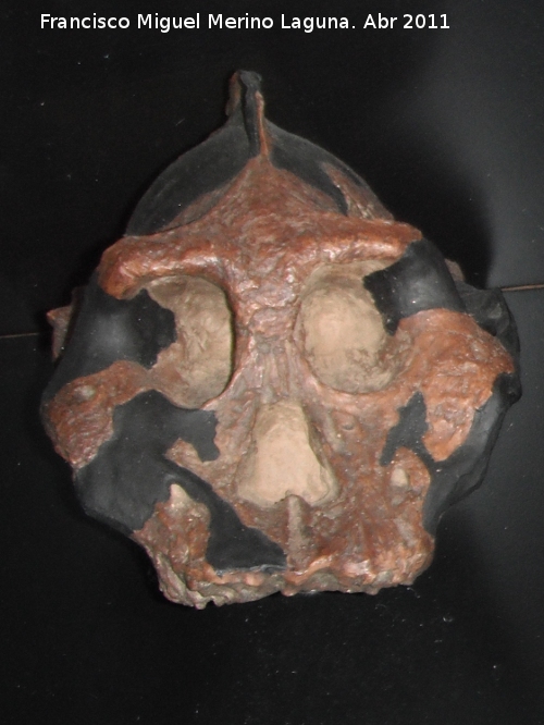 Paranthropus aethiopicus - Paranthropus aethiopicus. Turkana occidental - Kenya