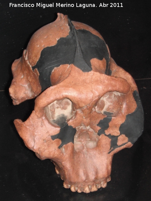Paranthropus boisei - Paranthropus boisei. Olduvai - Tanzania
