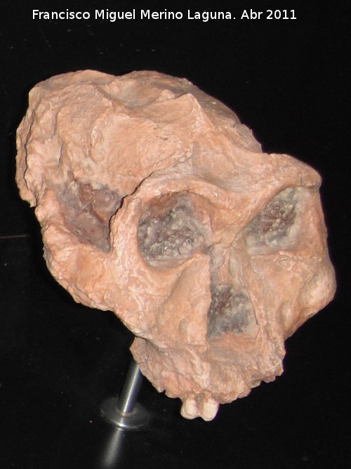 Paranthropus robustus - Paranthropus robustus. Swarktrans