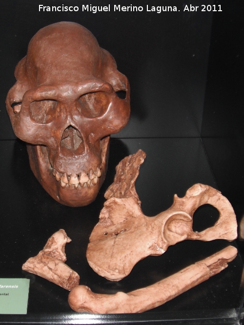 Australopithecus afarensis - Australopithecus afarensis. Lucy. Hadar - Etiopa