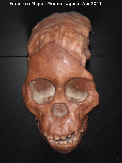 Australopithecus africanus - Australopithecus africanus. Nio de Taung. Taung - Bechuania