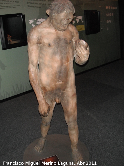 Homo habilis - Homo habilis. 