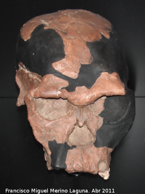 Homo habilis - Homo habilis. Twiggy. Olduvai - Tanzania