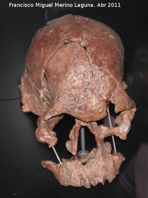 Homo rudolfensis - Homo rudolfensis. Koobi Fora - Kenya