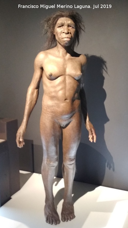 Homo erectus - Homo erectus. Ciudad de las Ciencias - Valencia