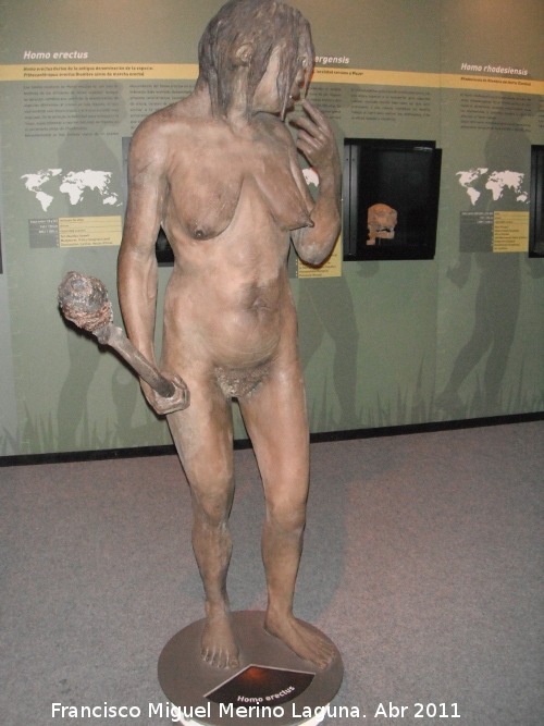 Homo erectus - Homo erectus. 