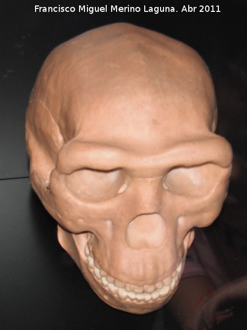 Homo erectus - Homo erectus. Zhoukoudian - Pekin