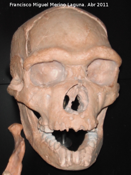 Homo heidelbergensis - Homo heidelbergensis. Tautavel - Francia
