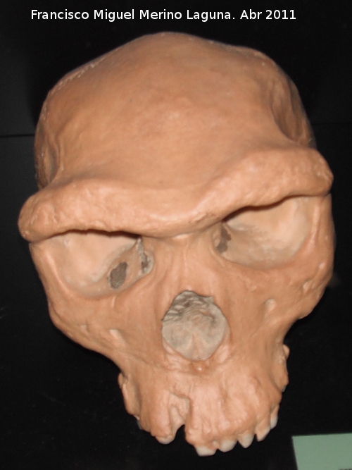 Homo rhodesiensis - Homo rhodesiensis. Broken Hill. Zambia