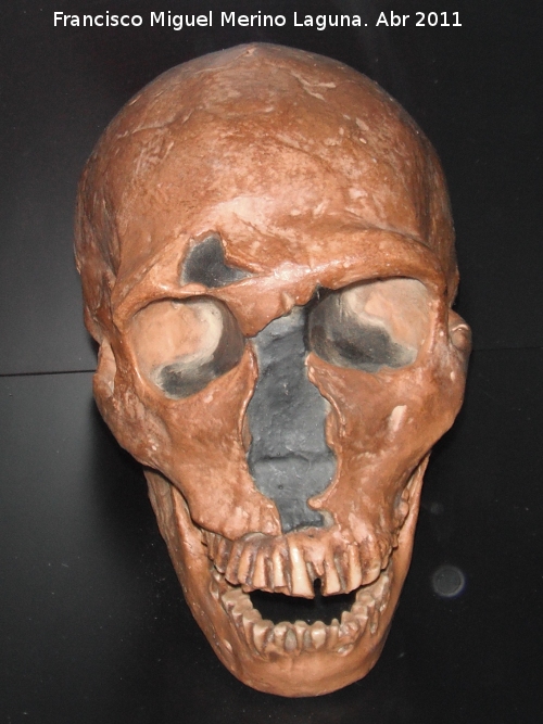 Homo neanderthalensis - Homo neanderthalensis. Dordoa - Francia