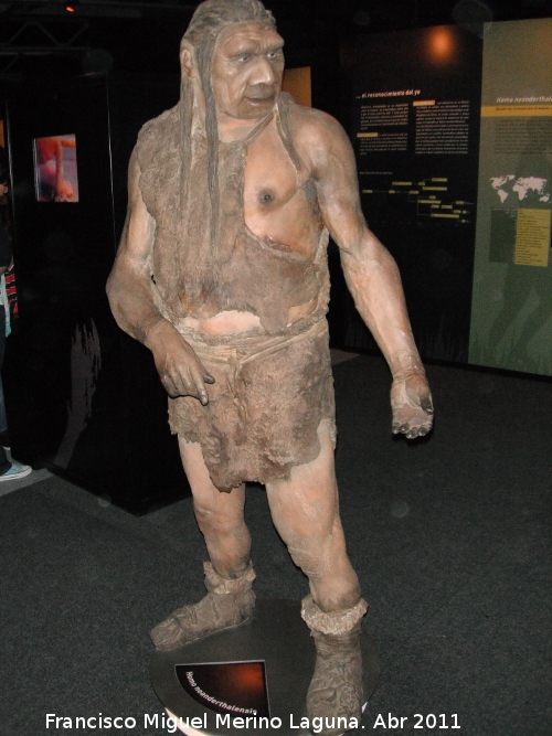 Homo neanderthalensis - Homo neanderthalensis. 